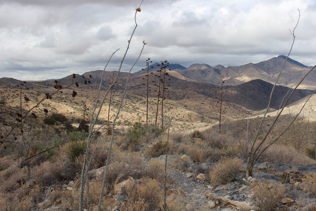 View of low clouds, hills, and dried yucca and agave stalks in the foreground.