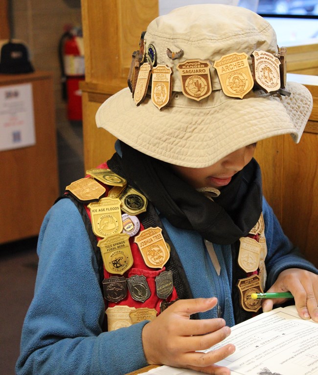 child with many junior ranger badges stands at desk looking at booklet