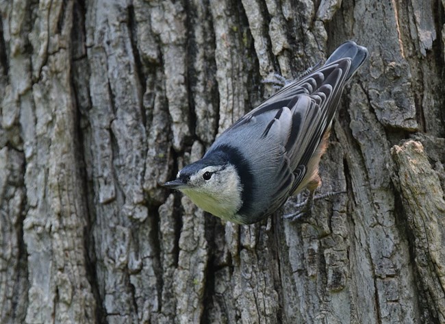 Grey-ish blue bird with white breast and black stripe on its head, facing slightly downward and looking at the camera while perched on a tree trunk.