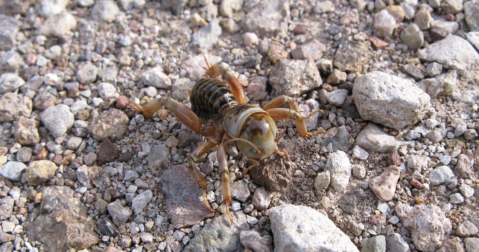 Yellow and brown striped cricket-like insect.