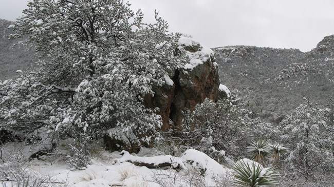 Large reddish brown boulder covered in snow, with snowy trees and plants in the foreground and snow-covered rocky hills in the background.