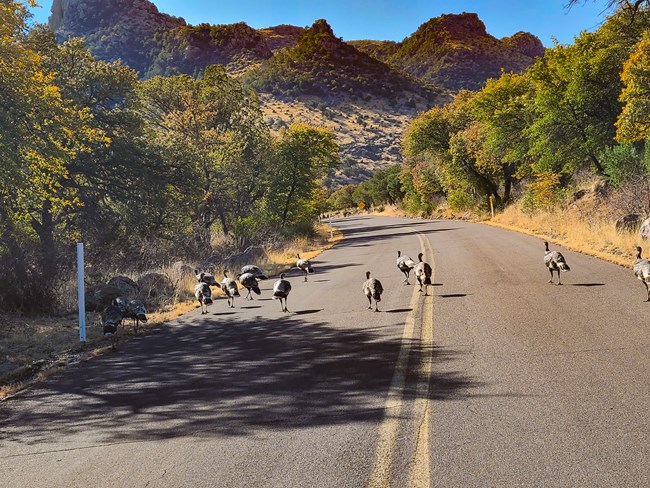many wild turkeys run on road