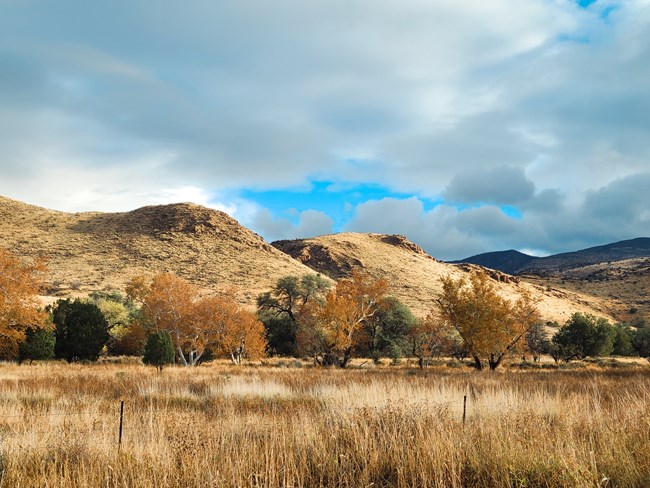 a field of yellow grasses sway in front of a variety of trees and a rock ledge