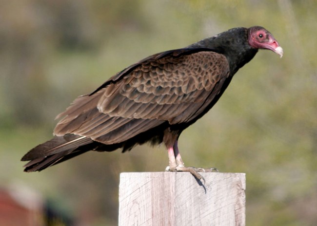 Large blackish brown bird with red head, sitting on a post.