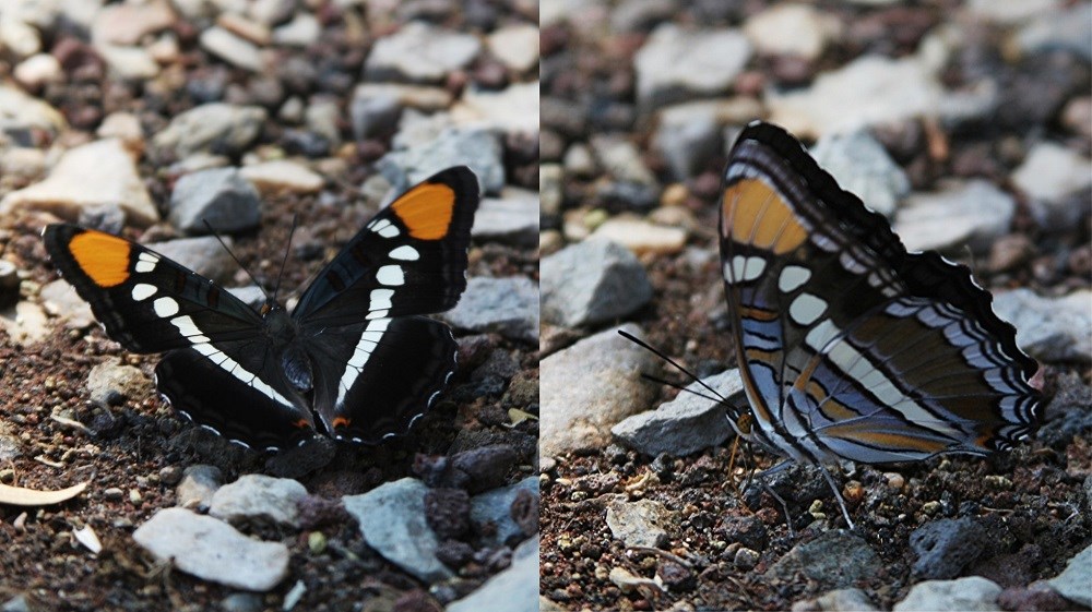 Dark brown butterfly with orange on wing tips. Underside has cream and blue streaks on dark brown background.