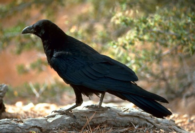 Large, solid black bird.