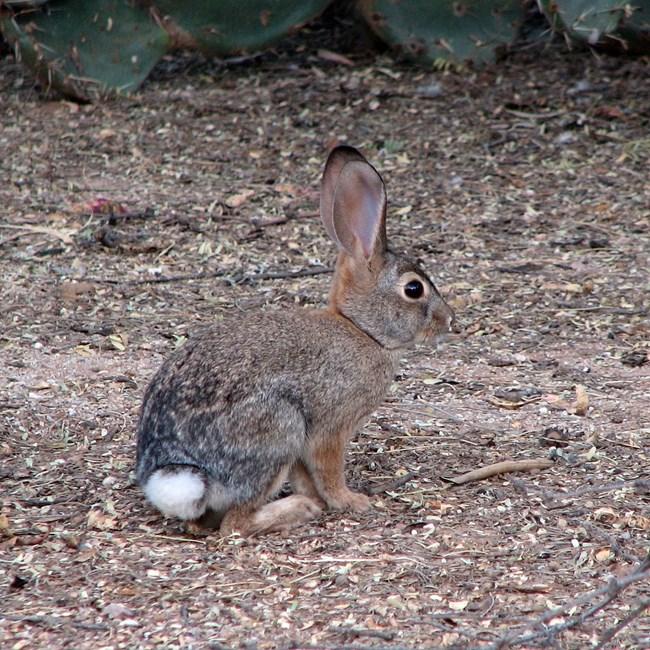 Small brown rabbit with white tail.
