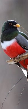 A tri colored bird in a tree