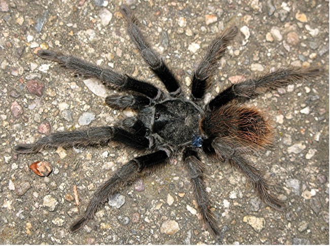 Large hairy tarantula.