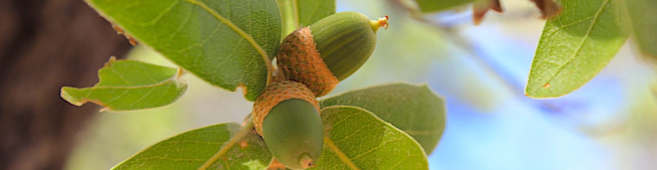 Green acorns on oak tree