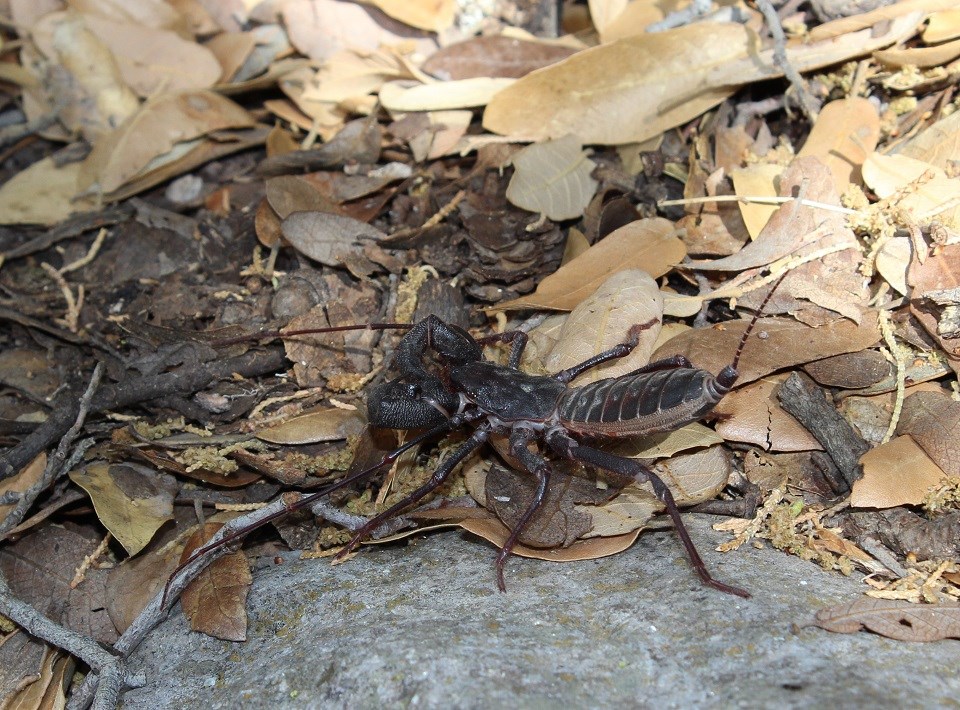Black scorpion-like insect on rock and leaves.