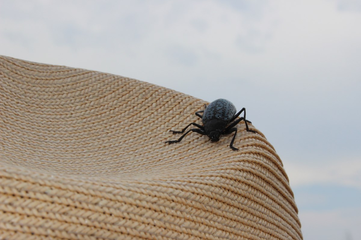 Gray beetle with black spots on straw hat.