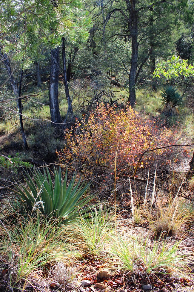 agave grows among oak and pine trees with grasses in foreground