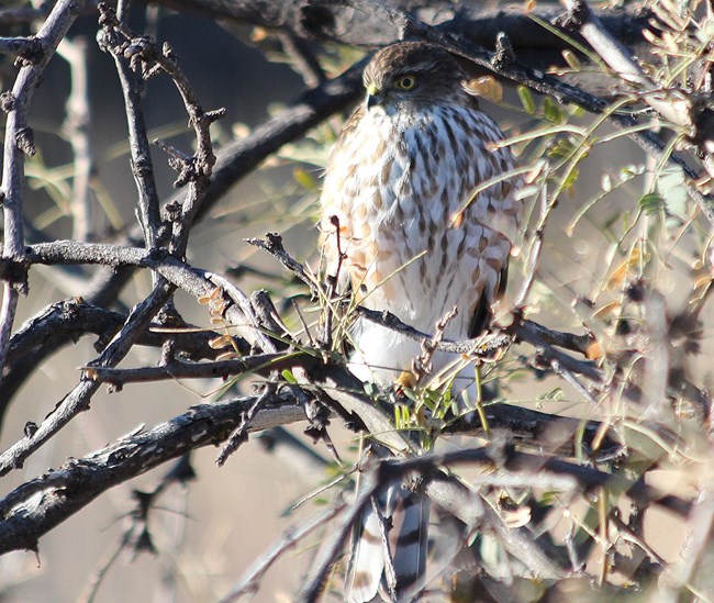 brown and white hawk sitting in a tree.