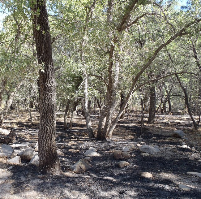 Oak trees with burned grass and wood on ground.