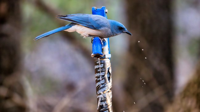 blue and white bird, Mexican Jay, among dead tree limbs
