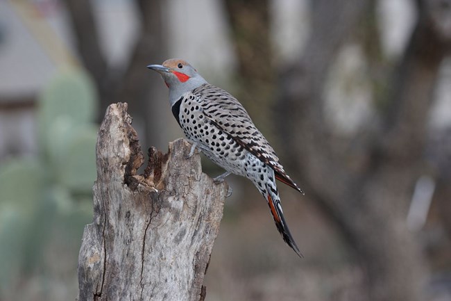 Brown-gray bird with red on its cheeks, and small spots on its wings and breast.