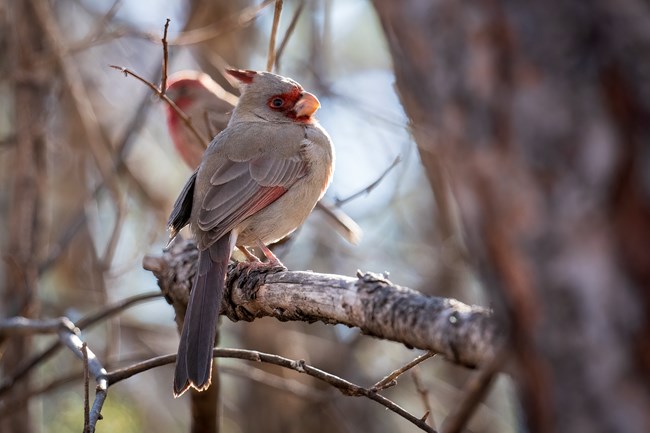 Pyrrhuloxia bird in scrub