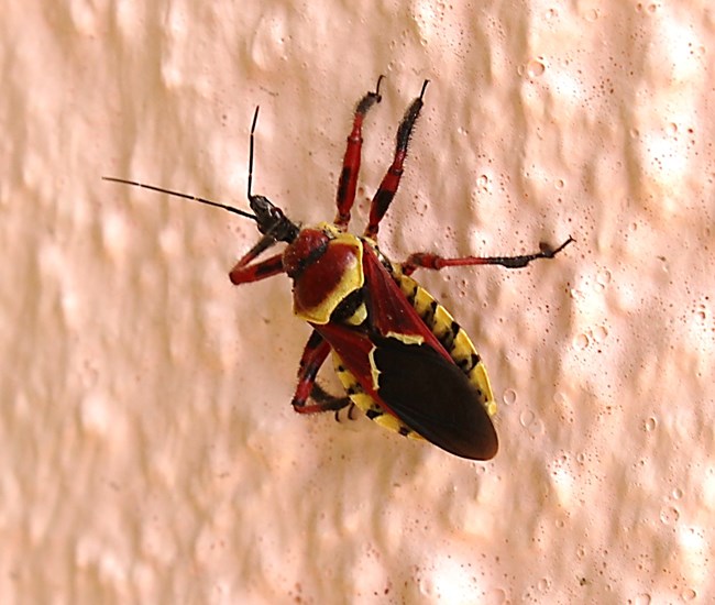 Red, yellow, and black bug on stucco wall.