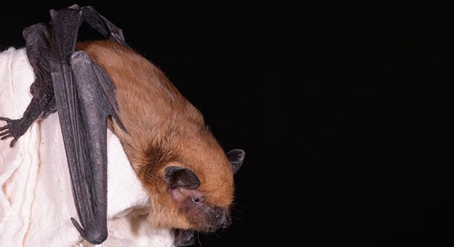 Large brown colored bat being held in a gloved hand.