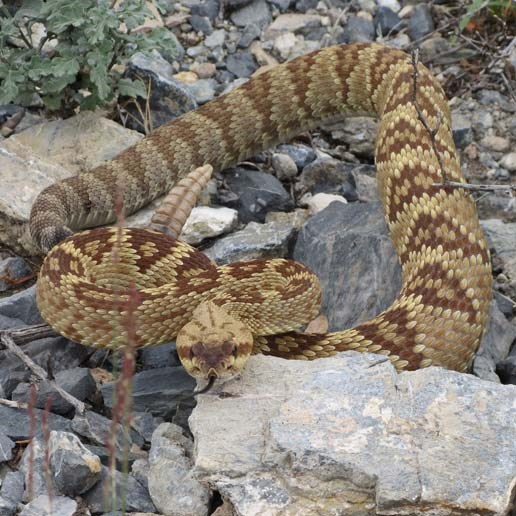 Black-tailed rattlesnake.