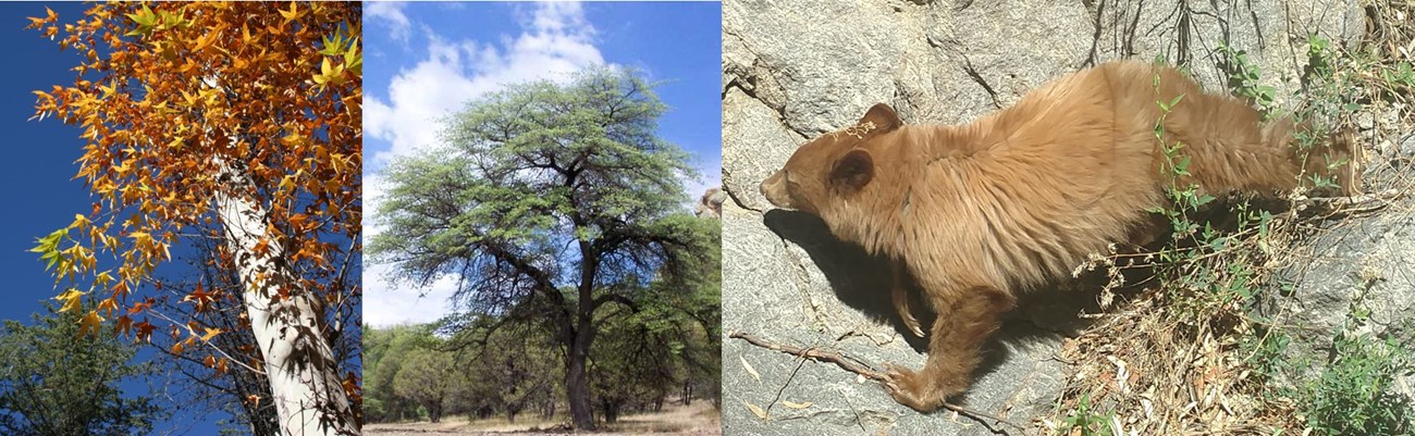 Three images: a white-barked tree with orange, green, and yellow leaves; a large oak tree with sprawling branches; and a cinnamon-colored black bear.