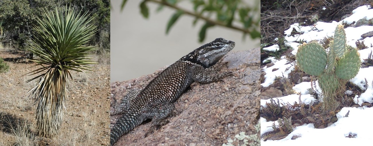 Three images: a palm-like yucca, a spiny lizard on a rock, and a prickly pear cactus in the snow