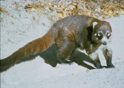 Coatis are members of the raccoon family, which also includes the ringtail "cat." They all have long, striped tails. Coatis are members of the raccoon family, which also includes the ringtail "cat." They all have long, striped tails.