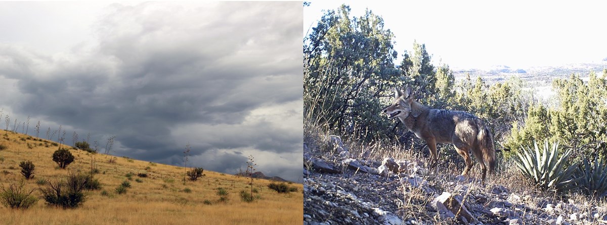 Two images: a yellow, grassy hillside with sparse shrubs and agaves and large monsoon clouds behind it. Right image is a coyote on a hillside with a valley behind it.