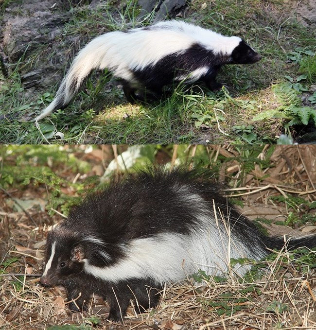 Two photos of black and white skunks with different stripe patterns.