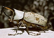 Large grayish beetle with horn-like spike on head.