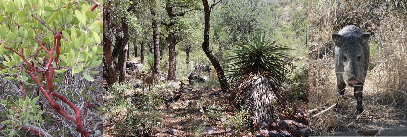 three images: green shrub with red branches and trunk; a deer standing among oak trees and a yucca; and a javelina (pig-like) in tall yellow grass.