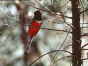 The elegant trogon is a tropical species that is usually found in Mexico, but also regularly visits the Chiricahua mountains. It is a large bird (around 12 inches) and is most commonly found in streamside woodlands. The elegant trogon is a tropical species that is usually found in Mexico, but also regularly visits the Chiricahua mountains. It is a large bird (around 12 inches) and is most commonly found in streamside woodlands.