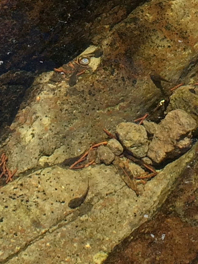 Four tapdpoles in a pool of water.