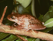 The canyon treefrog is one of only a few amphibians that live in the Monument. It is a small frog - only about 2 inches long - but has a loud voice that can be heard during the summer rainy season. The canyon treefrog is one of only a few amphibians that live in the Monument. It is a small frog - only about 2 inches long - but has a loud voice that can be heard during the summer rainy season.