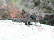 Spiny lizards are common, and love to pose for pictures too!  Males have a colorful, blue throat.