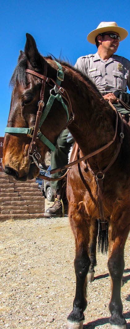 A ranger on horseback