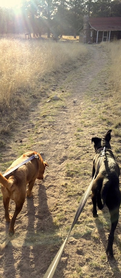 Leashed pet on a trail through a meadow