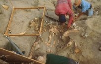Pygmy Mammoth fossils