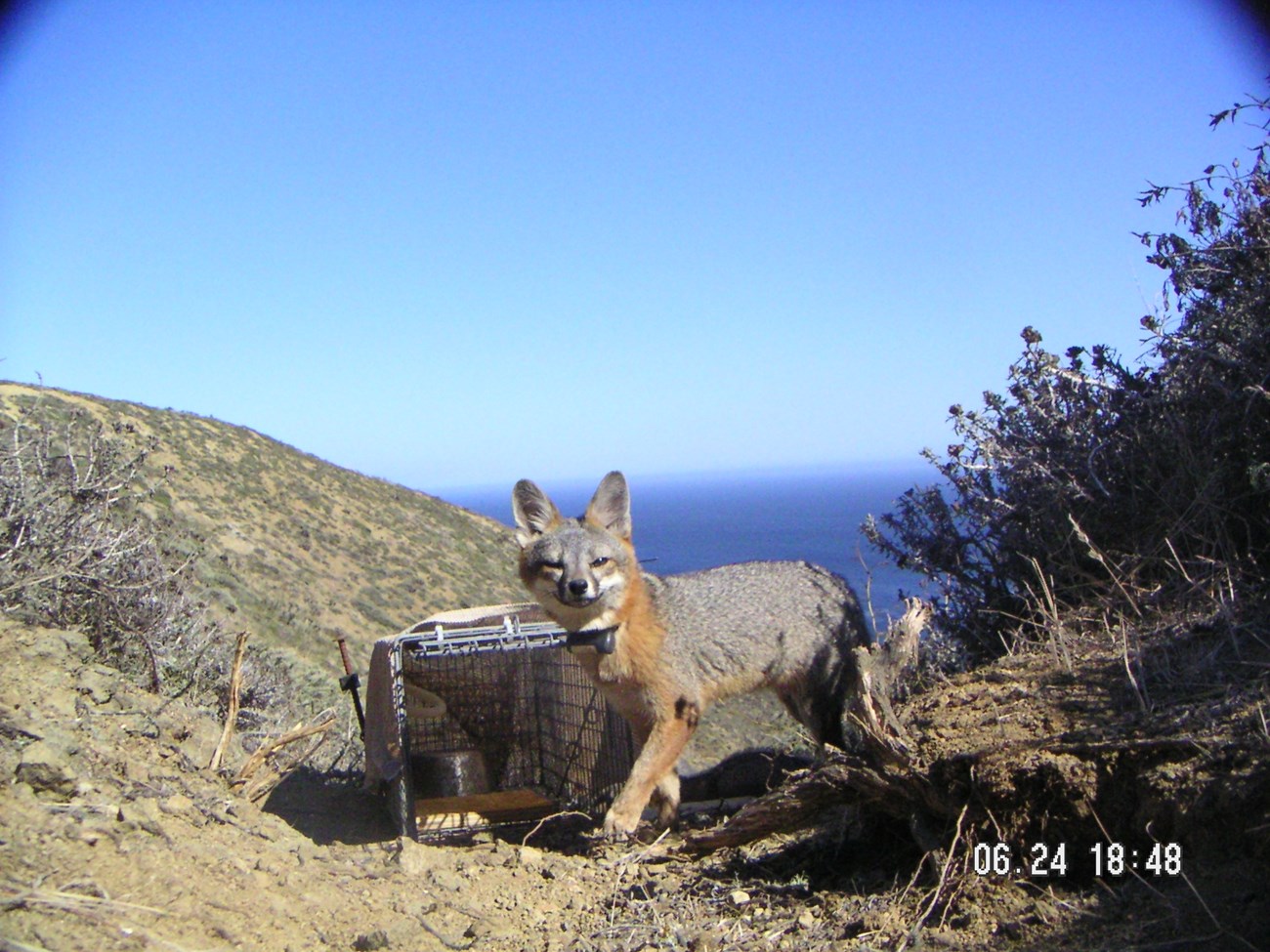 Remote camera image of a radio-collared island fox by a box trap.