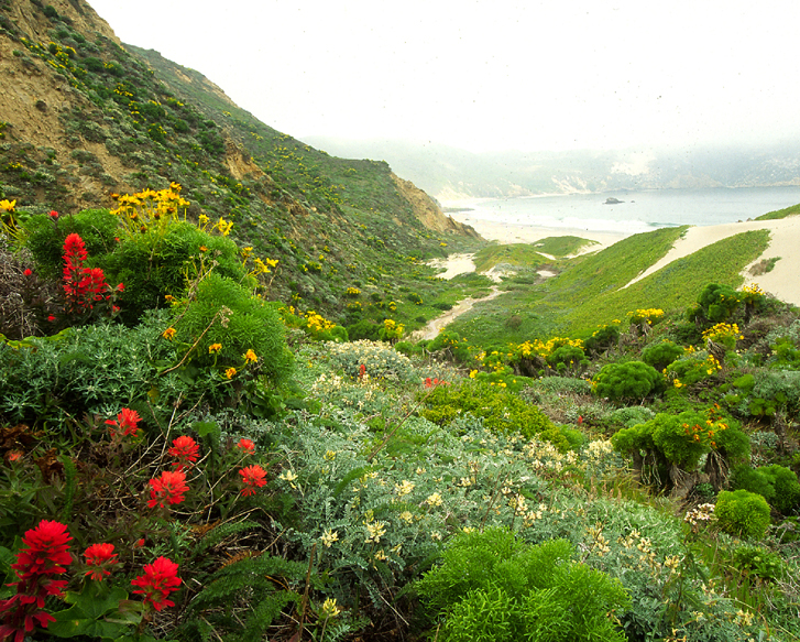 Walking up Nidever Canyon on San Miguel Island, one can experience the recovery of native vegetation after nearly 120 years of grazing.