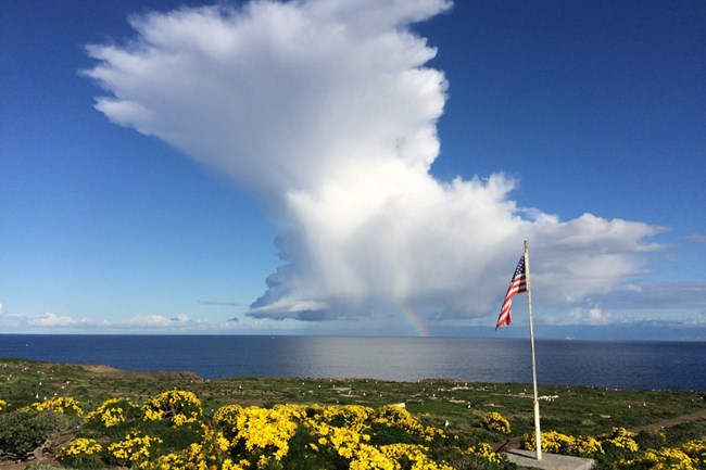 Yellow flowered plants with flagpole and cloud formation over ocean. ©Andrew Adams