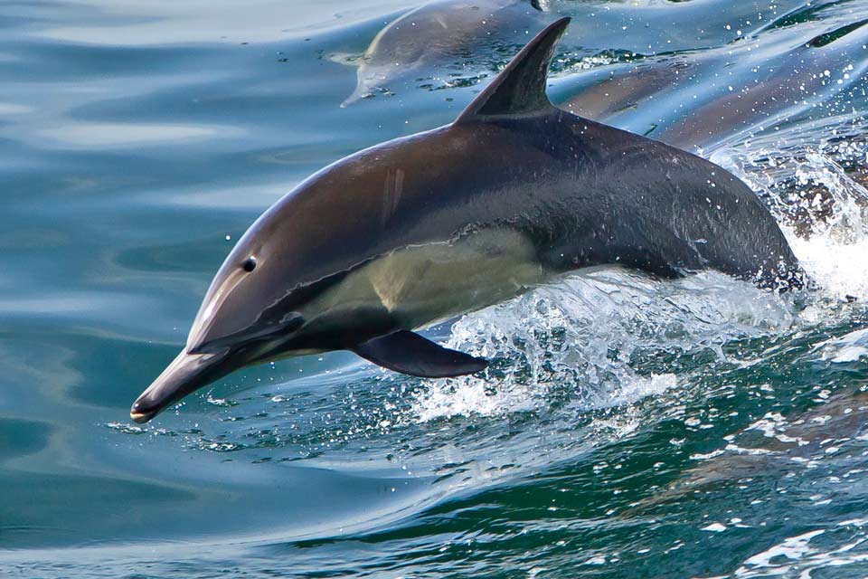 Marine Animals - Channel Islands National Park (. National Park Service)