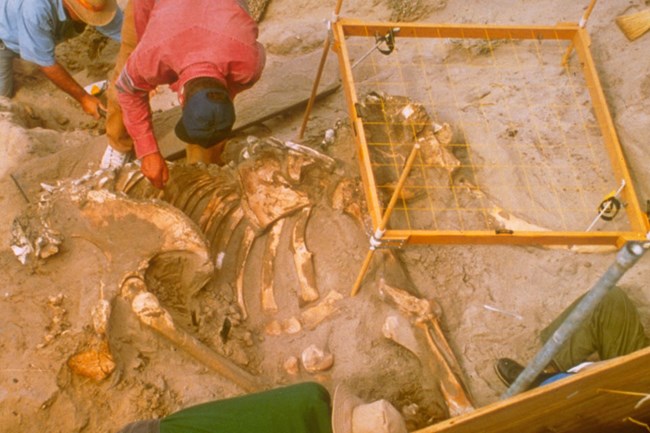 1994 pygmy mammoth excavation. 1994 pygmy mammoth excavation.