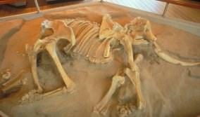 Pygmy Mammoth skeleton at visitor center
