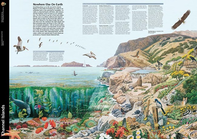 Park brochure with painting of island species and coastline.