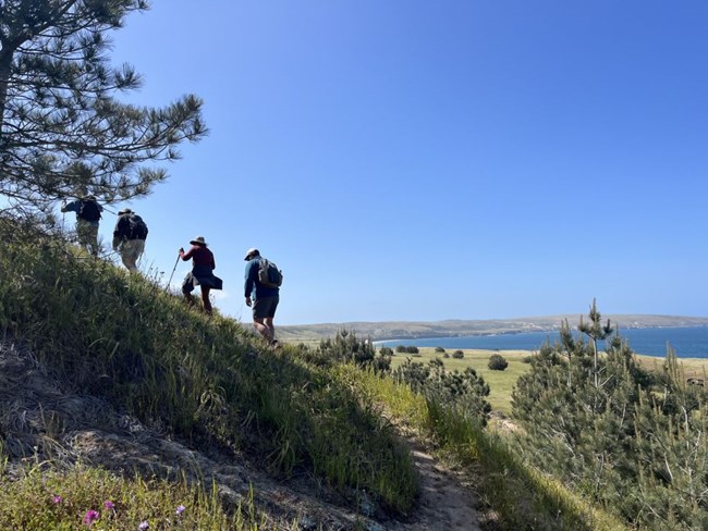 hkers on hillside with trees and ocean