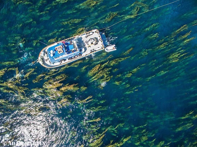 Aerial view of dive boat in a green and blue ocean kelp forest