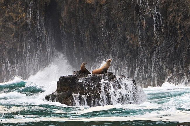 sea lions on coastal rocks