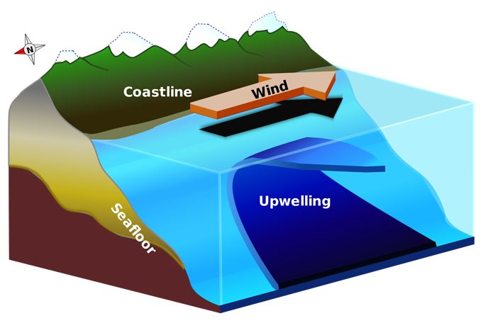 Upwelling illustration showing wind and water flow along the coast